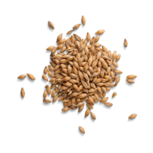 Barley